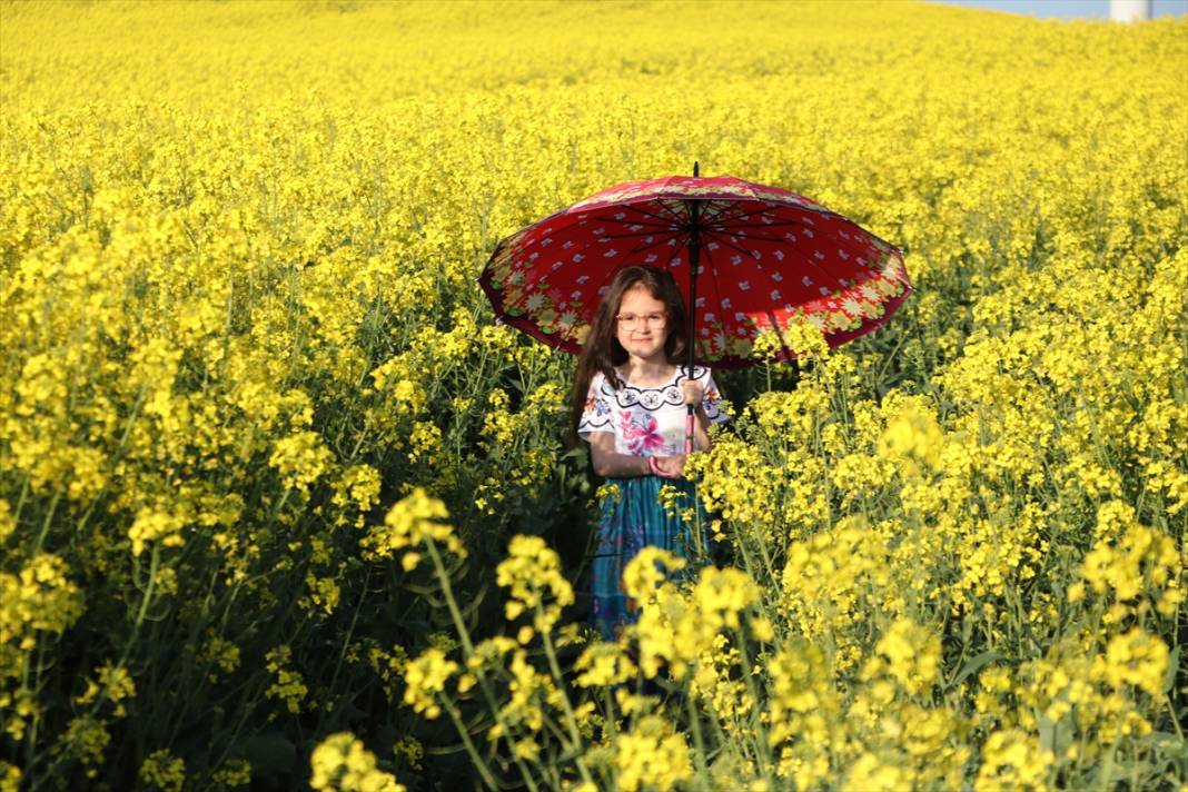 Kanola şöleni! Fotoğraf tutkunlarının yeni rotası burası oldu 3